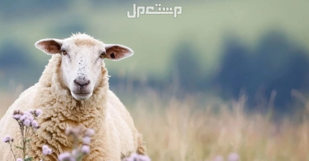 تفسير حلم رؤية الخروف في المنام للرجل والمرأة المتزوجة والعزباء رؤية الخروف في المنام للرجل