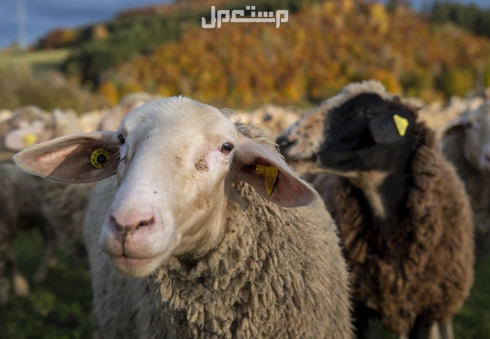 تفسير حلم رؤية الخروف في المنام للرجل والمرأة المتزوجة والعزباء تفسير حلم رؤية الخروف في المنام