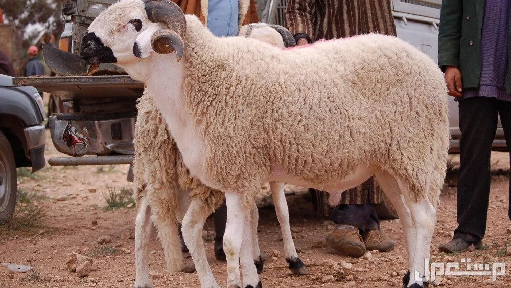 تفسير حلم رؤية الخروف في المنام للرجل والمرأة المتزوجة والعزباء معنى الخروف في المنام للمطلقة