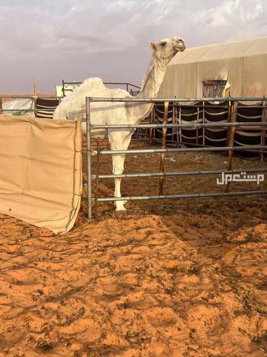 للبيع بكرة رمانية وضحى مفرودة 000