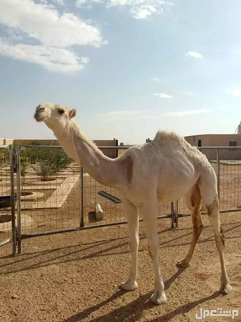 للبيع بكرة رمانية وضحى مفرودة 000