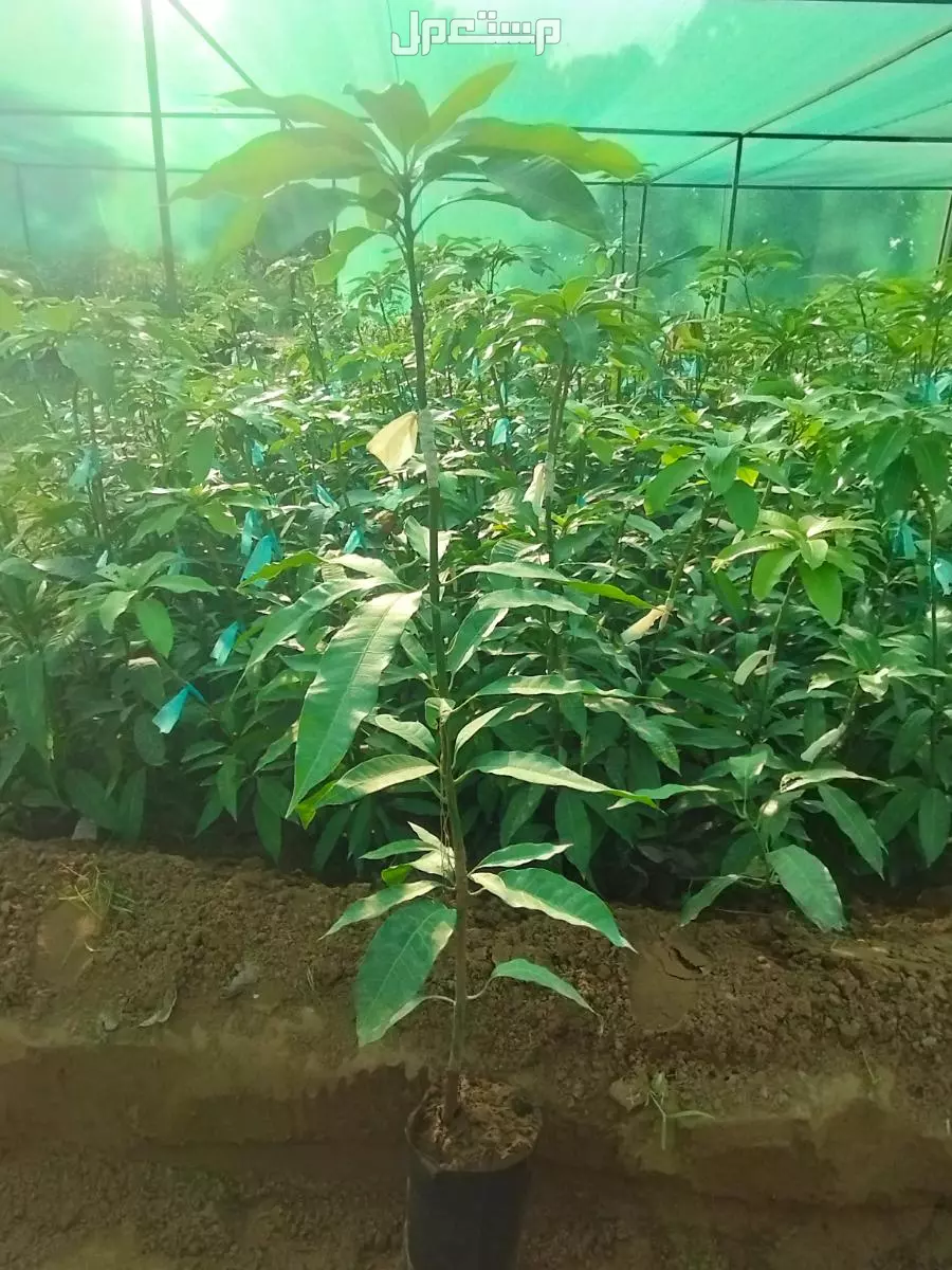 شتلات مانجو مطعم زبده درجه اولى اطوال ممتازه جدا واسعار مناسبه