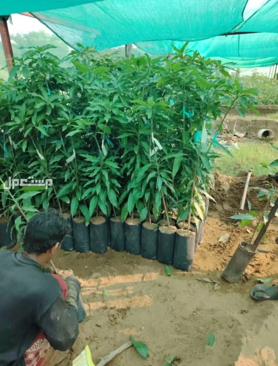 شتلات مانجو مطعم زبده درجه اولى اطوال ممتازه جدا واسعار مناسبه