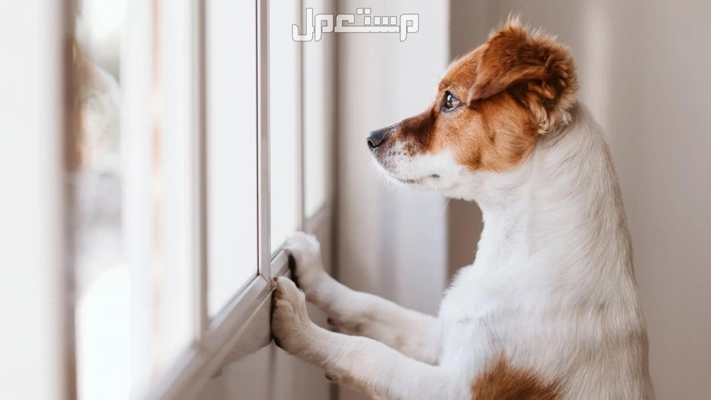تفسير حلم دخول الكلب المنزل للرجل والمرأة العزباء والمتزوجة تفسير حلم دخول الكلب المنزل
