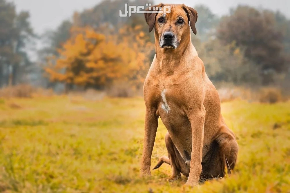 تفسير حلم دخول الكلب المنزل للرجل والمرأة العزباء والمتزوجة تفسير حلم دخول الكلاب إلى البيت للمتزوجة
