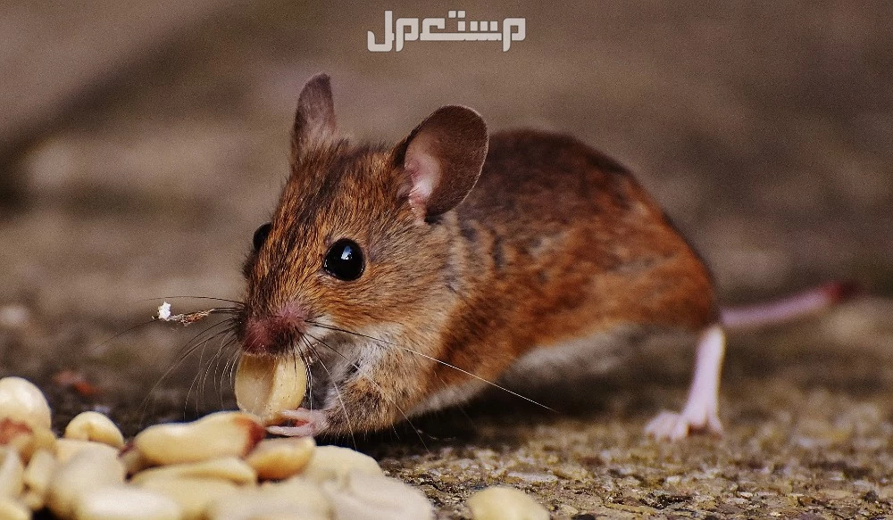 كيفية التخلص من الفئران في السيارة كيفية التخلص من الفئران في السيارة