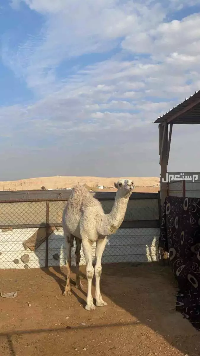 حي المناخ الرياض  حاشي للبيع السعر 6500 الرياض بسعر ريال سعودي  في الرياض بسعر 6500 ريال سعودي