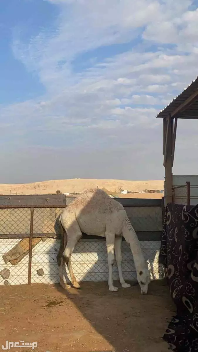 حي المناخ الرياض  حاشي للبيع السعر 6500 الرياض بسعر ريال سعودي  في الرياض بسعر 6500 ريال سعودي