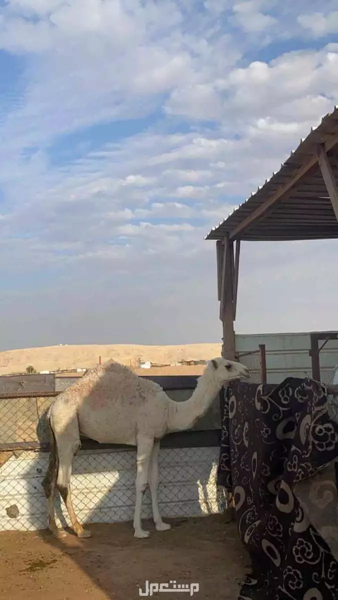 حي المناخ الرياض  حاشي للبيع السعر 6500 الرياض بسعر ريال سعودي  في الرياض بسعر 6500 ريال سعودي