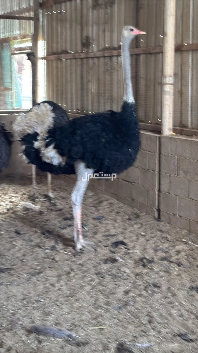 للبيع نعام افريقي بسعر مناسب واحد فقط
