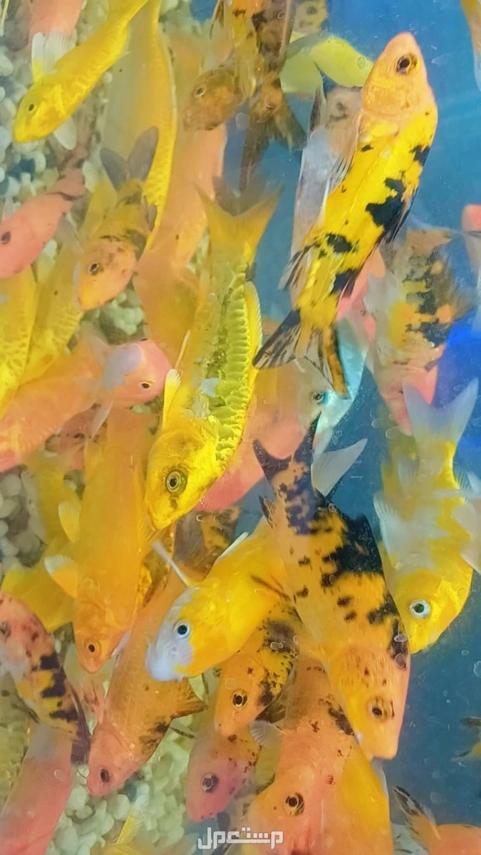 أسماك زينة فاخره للبيع في الرياض