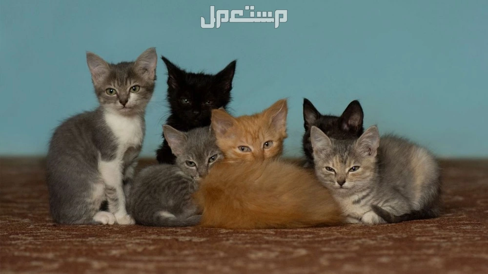 أشهر أنواع القطط الصغيرة وأسعارها بالصور أشهر أنواع القطط الصغيرة وأسعارها بالصور