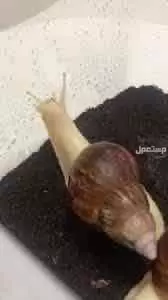 حلزون افريقي للبيع الجملة او للحبة