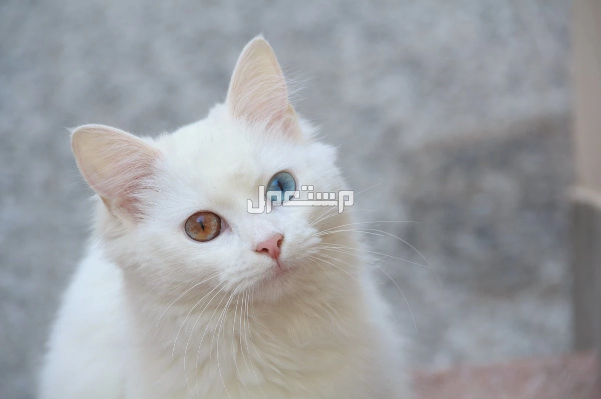 تفسير حلم القطة البيضاء للعزباء والمتزوجة والمطلقة والرجل تفسير حلم القطة البيضاء في المنام للإمام الصادق