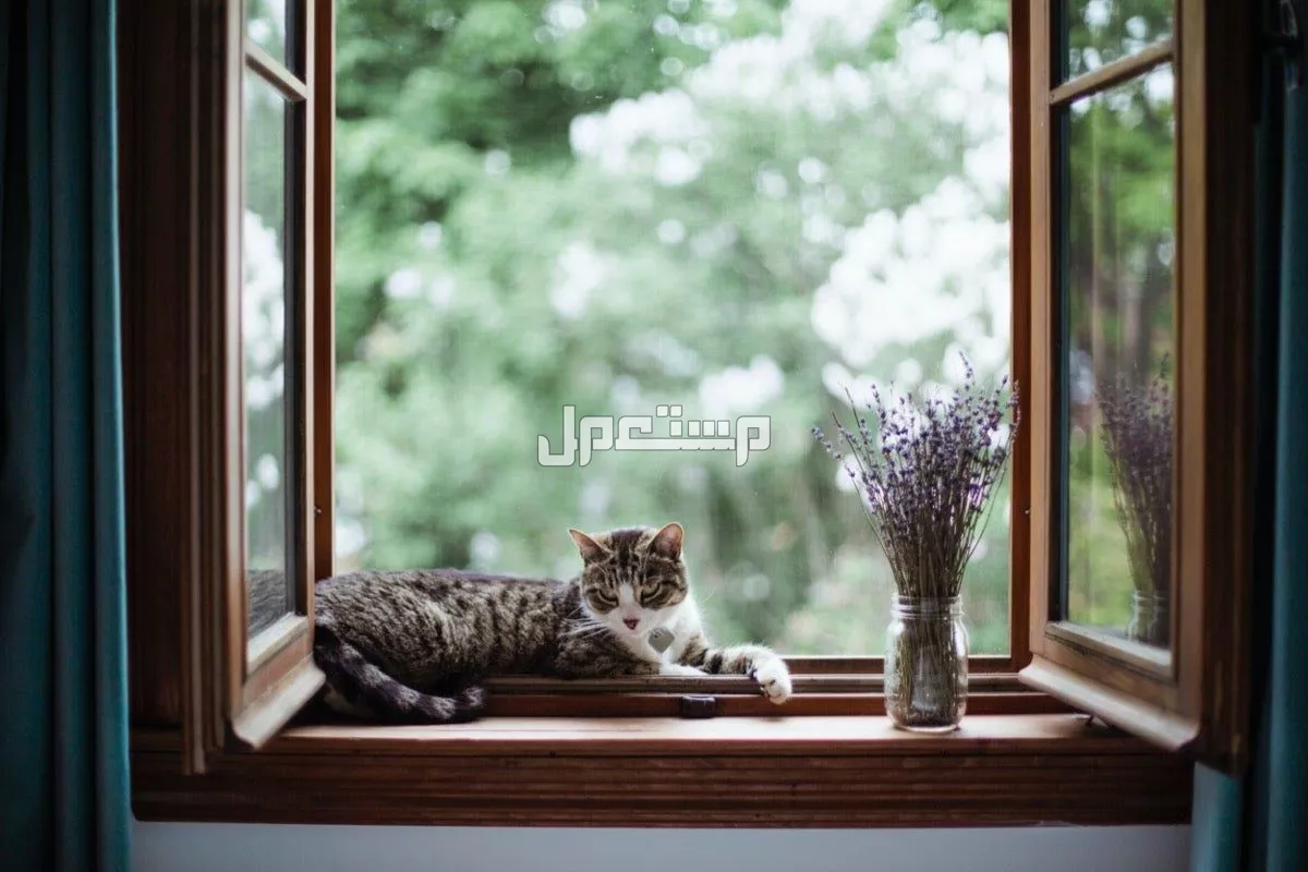 بالصور.. أفضل أنواع النوافذ في 2025 وأيهما أجمل وأنسب لمنزلك أحدث أنواع النوافذ
