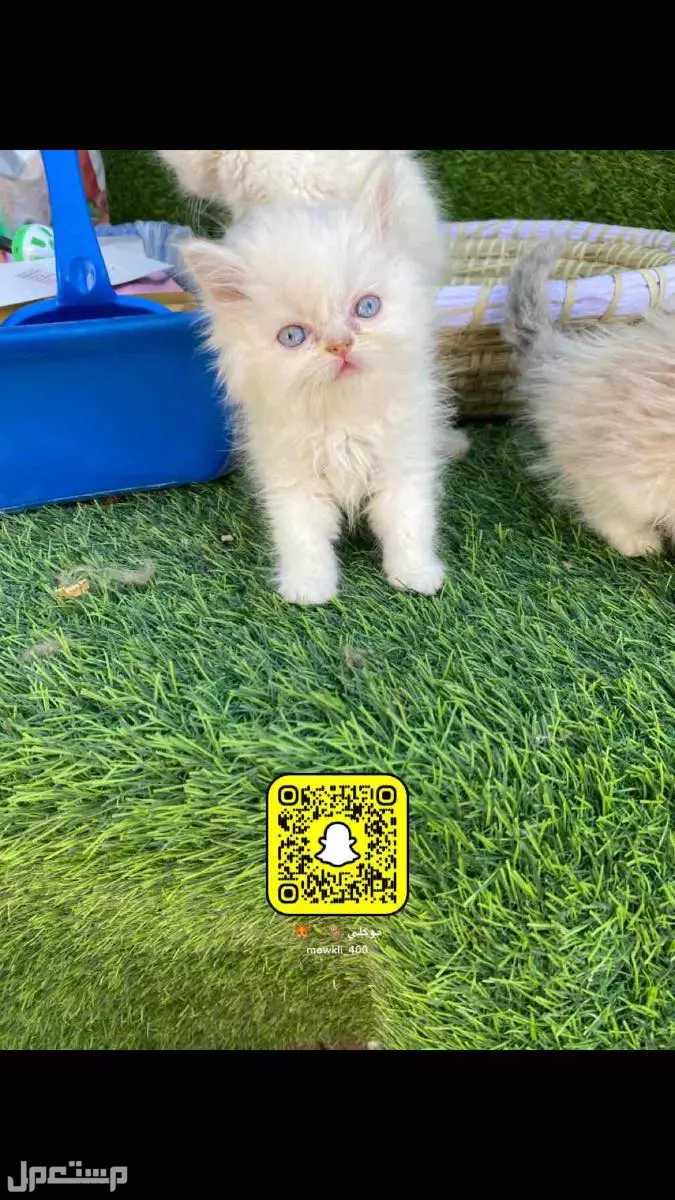 قطط هملايا صغيره  وشيرازي في الرياض