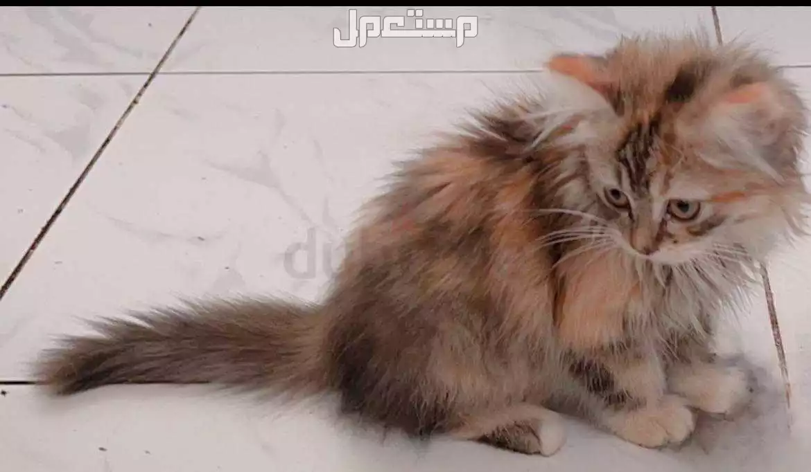 قطه صغير شيرازي للبيع بسعر في أبو ظبي بسعر 450 درهم إماراتي