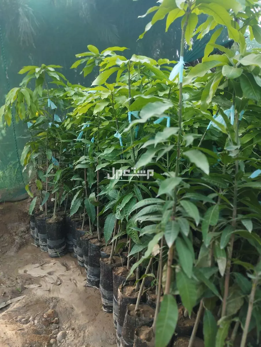 شتلات مانجو مُطعم احجام ممتازه وذات جودة عالية وبأسعار مناسبة جدا عالية