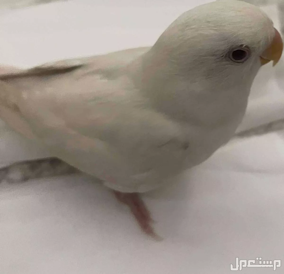 طير روز مع كامل اغراضه بسعر 350 ريال سعودي