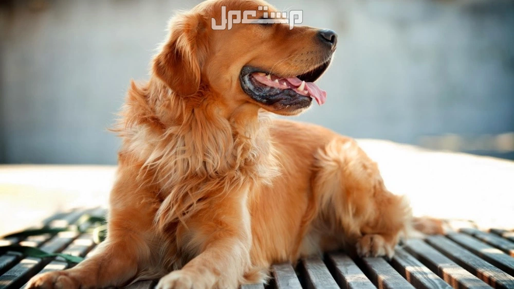 أذكى أنواع الكلاب بالصور والأسعار.. أفضل 8 أنواع بالصور جولدن ريتريفر