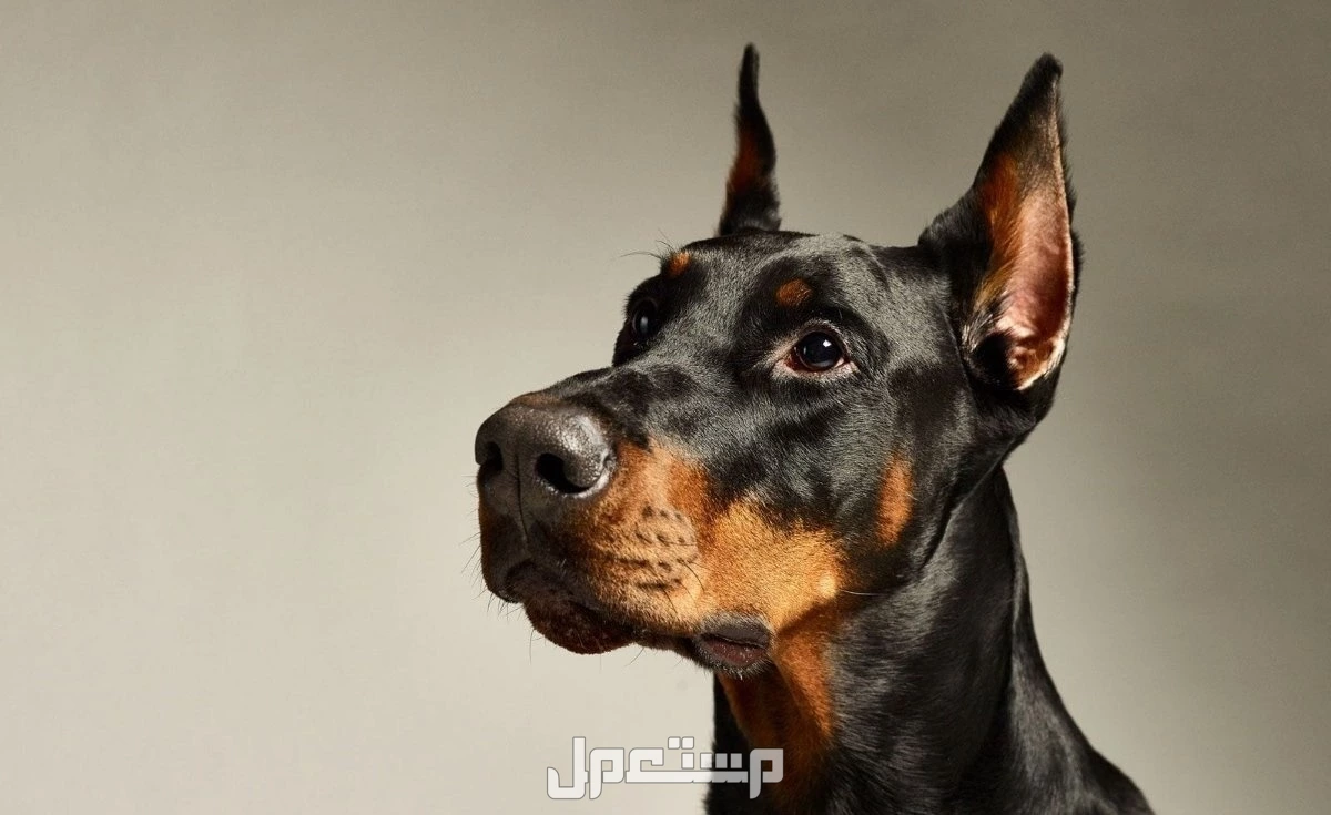 أذكى أنواع الكلاب بالصور والأسعار.. أفضل 8 أنواع بالصور دوبر مان بينشر