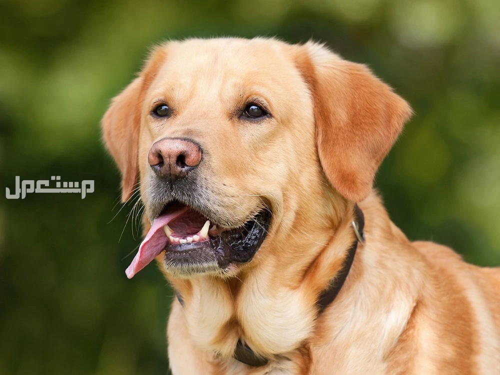 أذكى أنواع الكلاب بالصور والأسعار.. أفضل 8 أنواع بالصور لابرادور ريتريفر