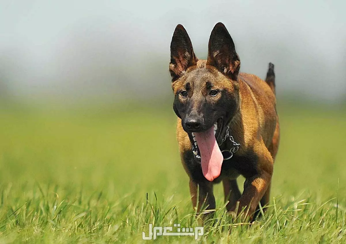 أذكى أنواع الكلاب بالصور والأسعار.. أفضل 8 أنواع بالصور مالينوا البلجيكي