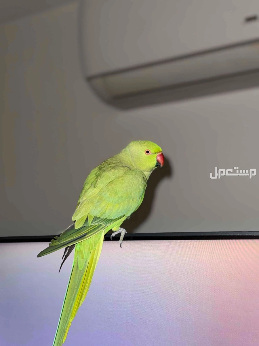 للبيع ببغاء دره اليف و خدد و متكلم على السوم
