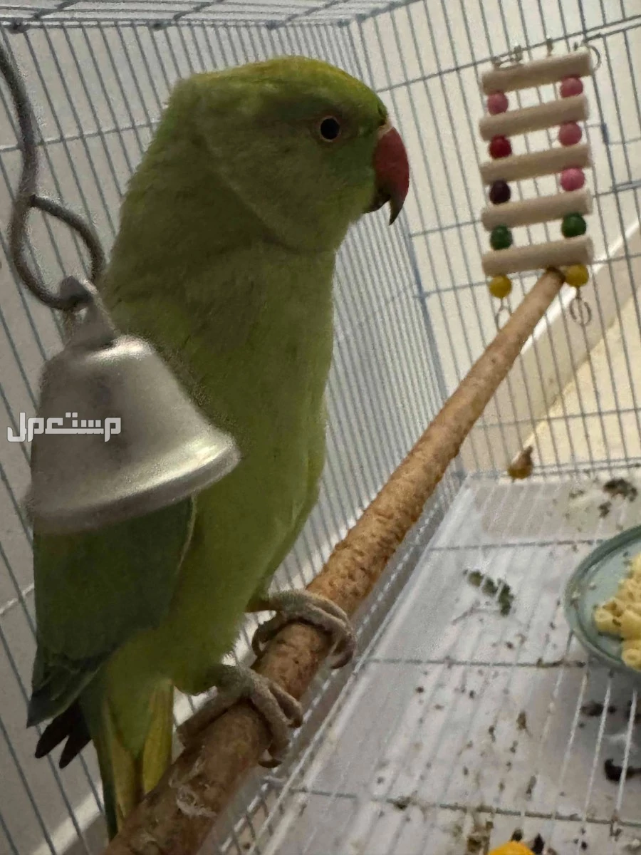 للبيع ببغاء دره اليف و خدد و متكلم على السوم