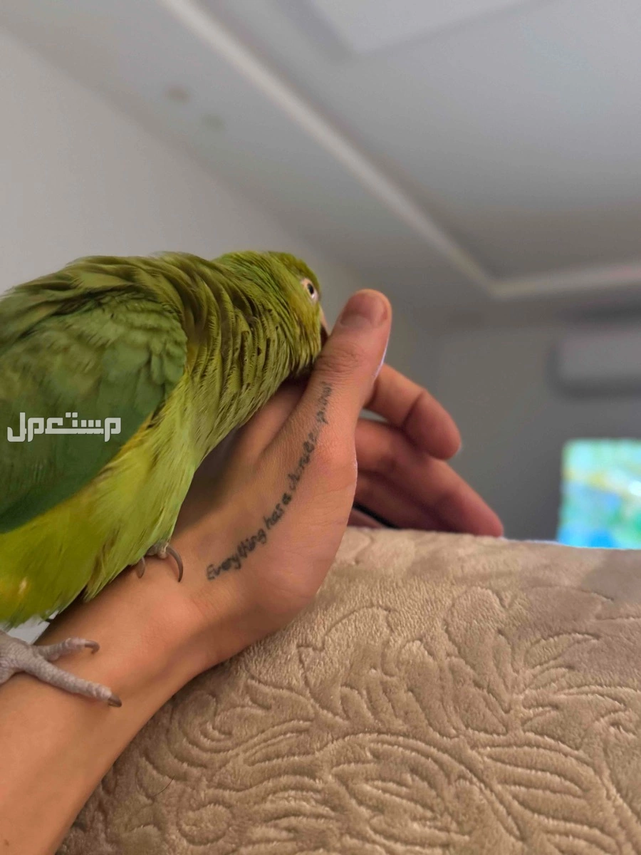 للبيع ببغاء دره اليف و خدد و متكلم على السوم