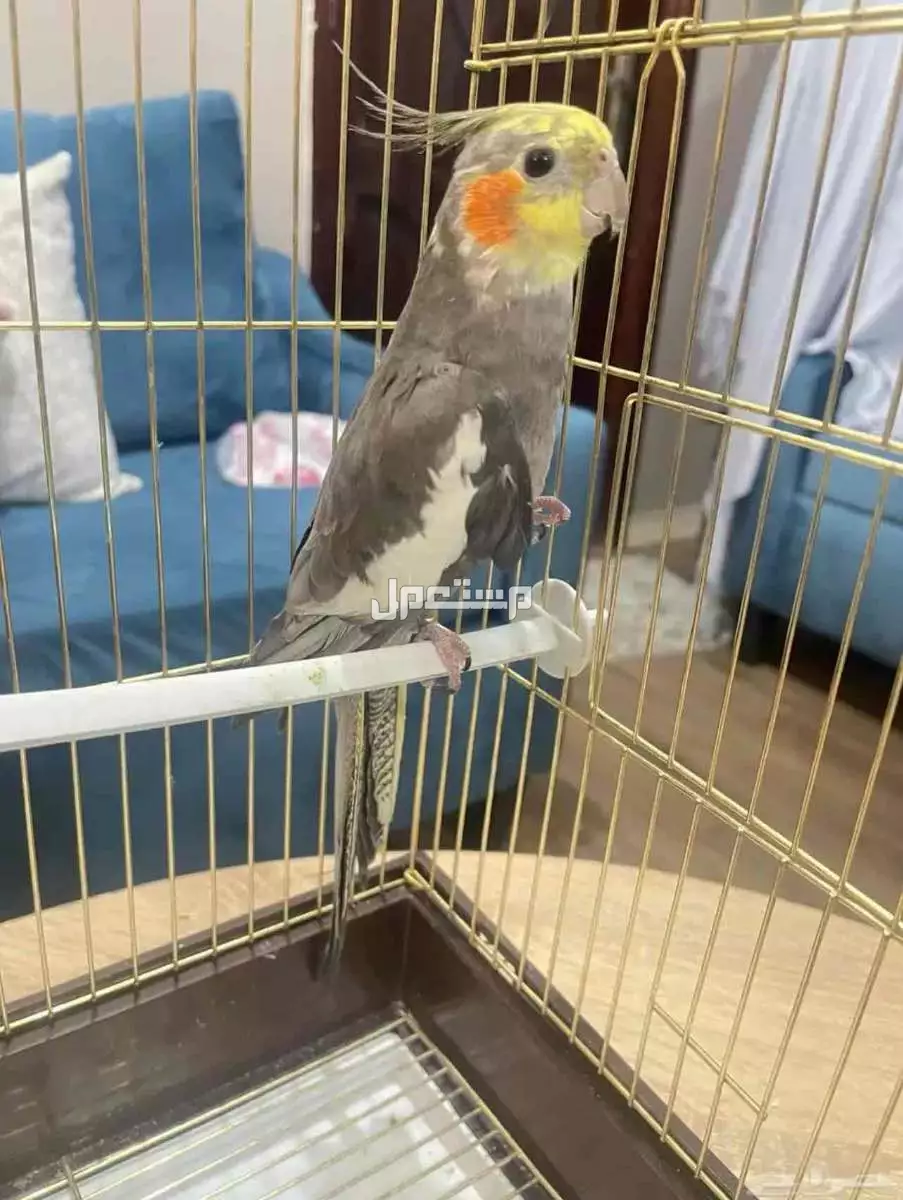 للبيع طيور كروان بـ200 ريال للواحد