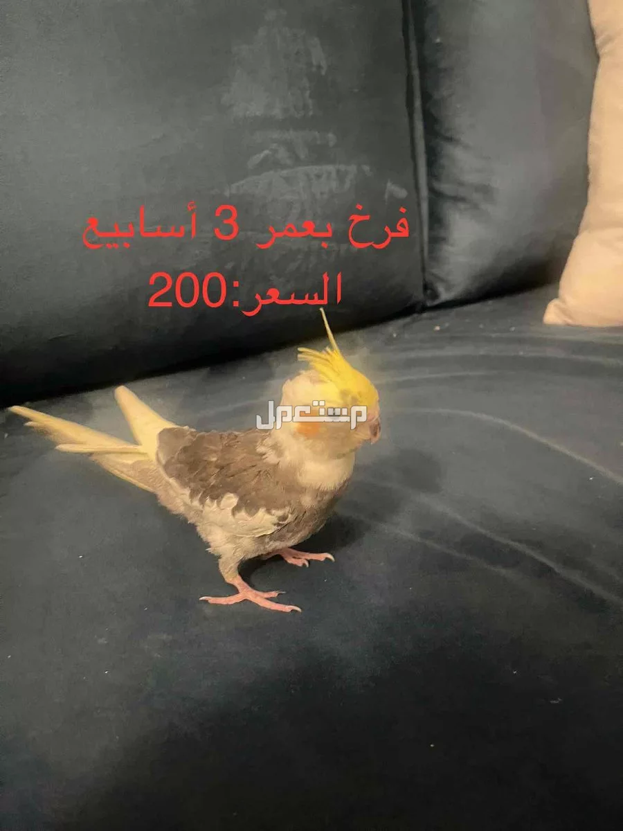 للبيع طيور كروان بـ200 ريال للواحد