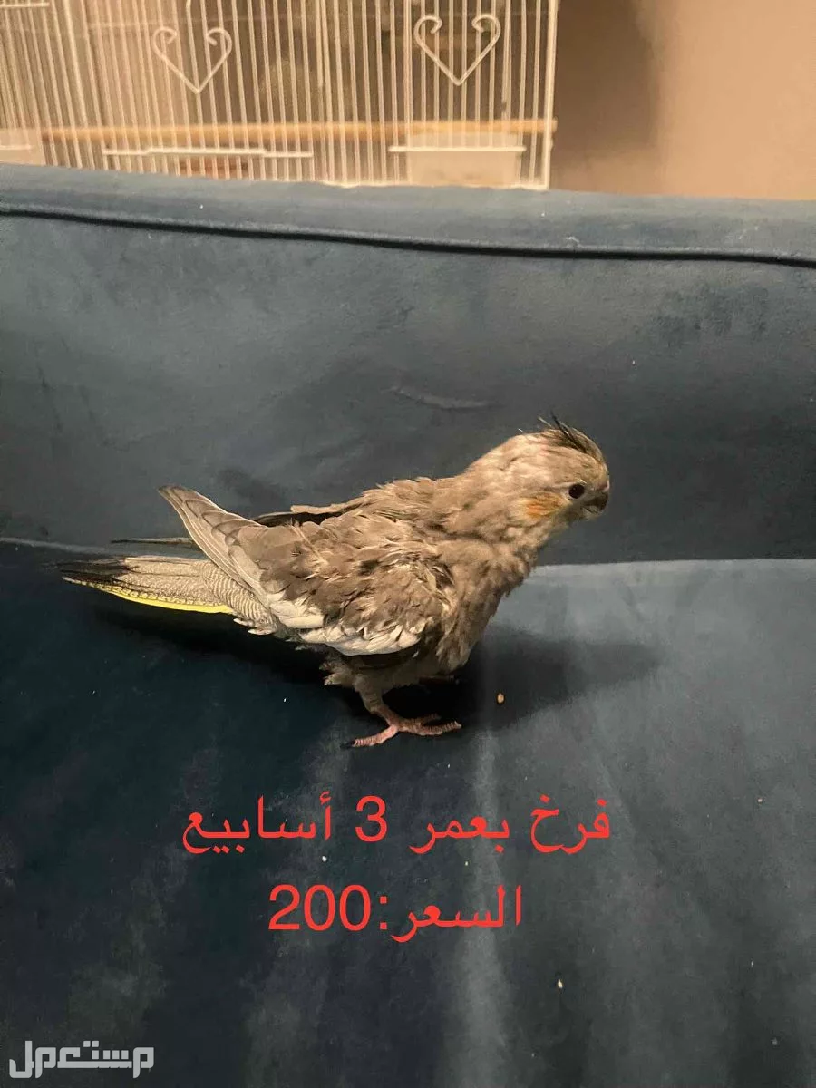 للبيع طيور كروان بـ200 ريال للواحد
