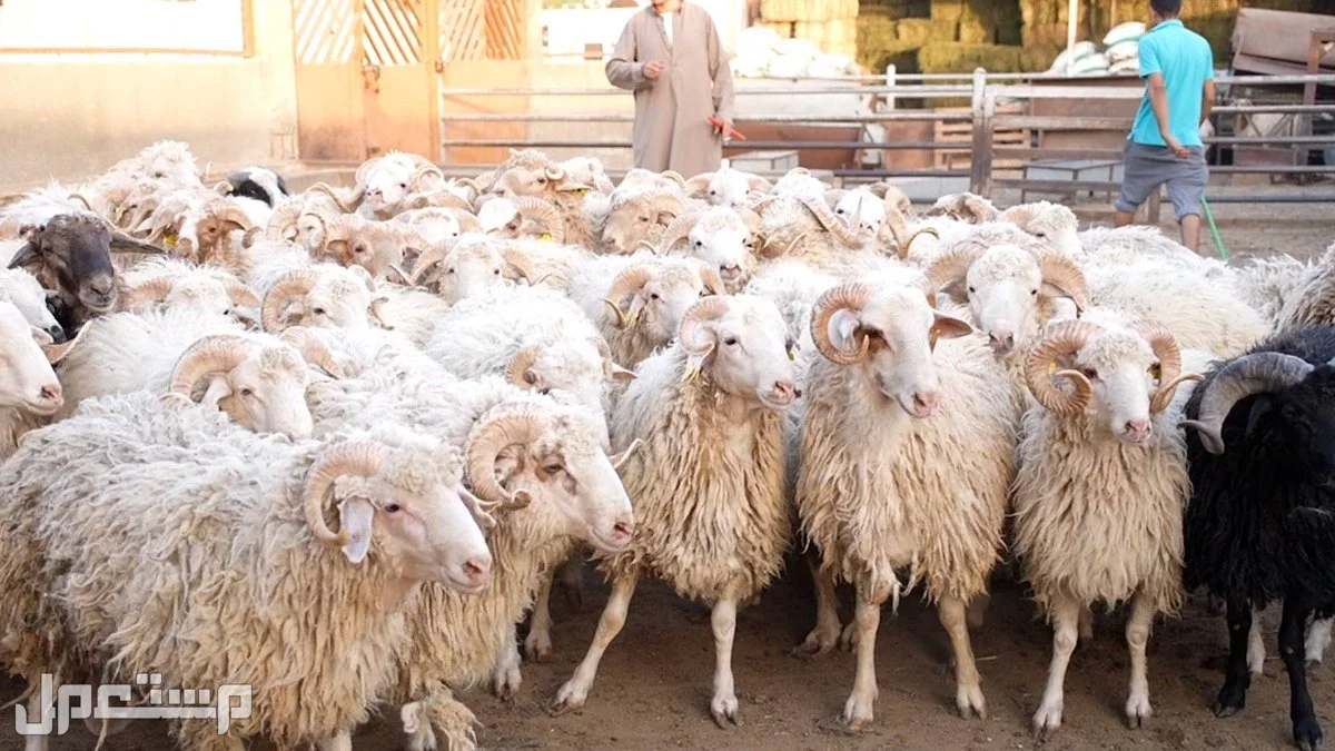 تفاصيل وموعد بيع المواشي بالوزن في السعودية اغنام في السعودية