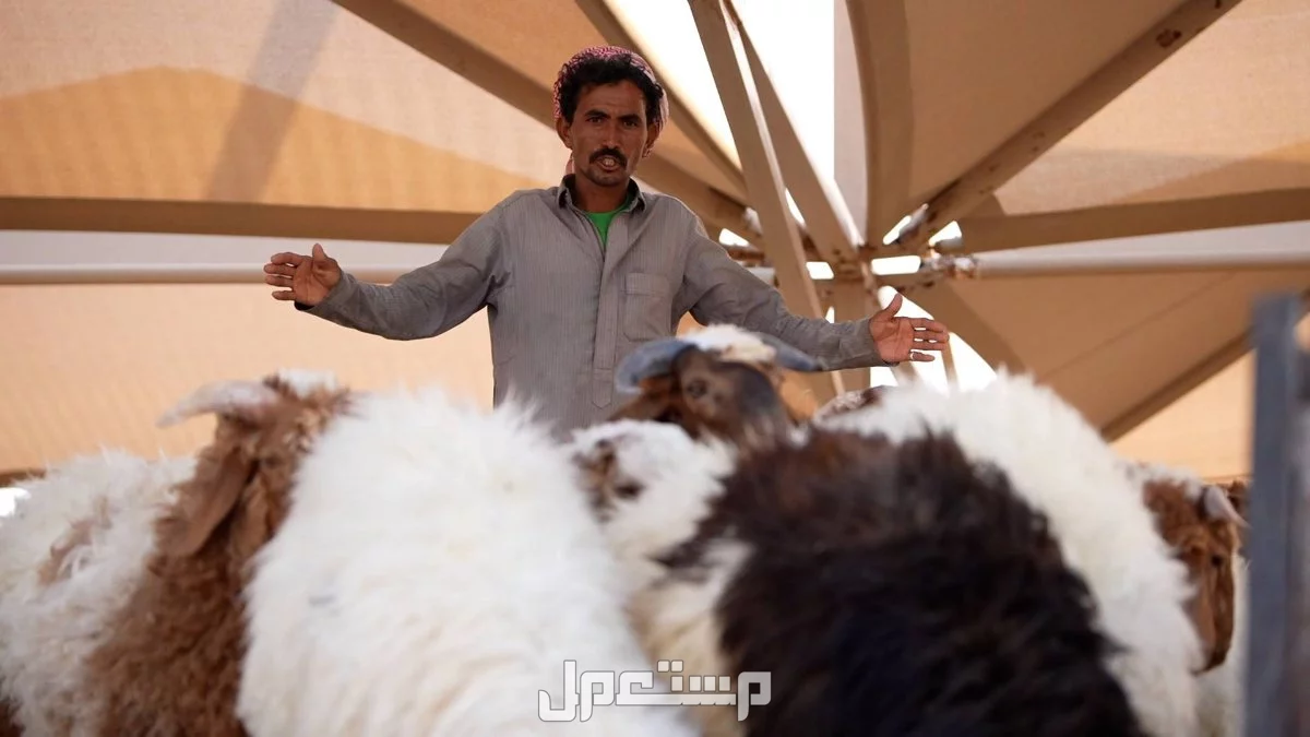 تفاصيل وموعد بيع المواشي بالوزن في السعودية سوق الاغنام في السعودية