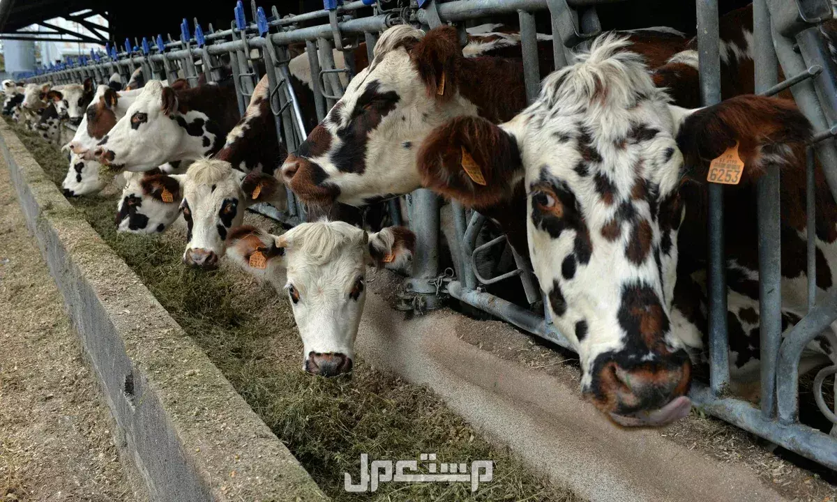 تفاصيل وموعد بيع المواشي بالوزن في السعودية موعد بيع المواشي بالوزن