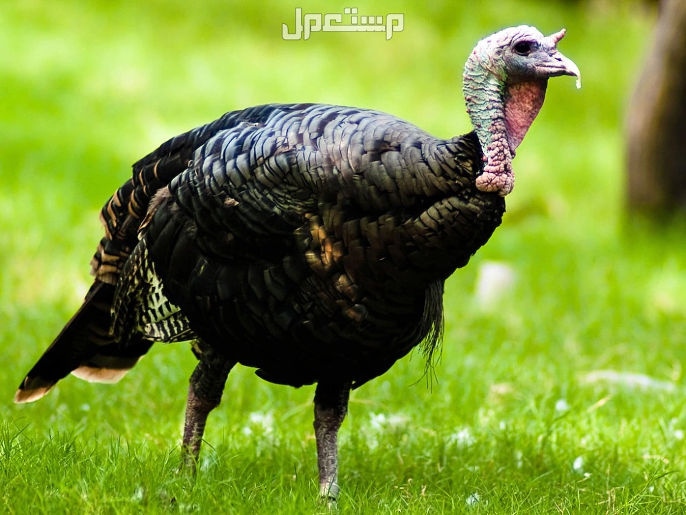 أسماء الطيور المشهورة بالصور.. أجمل أنواع الطيور حول العالم الديك الرومي البري
