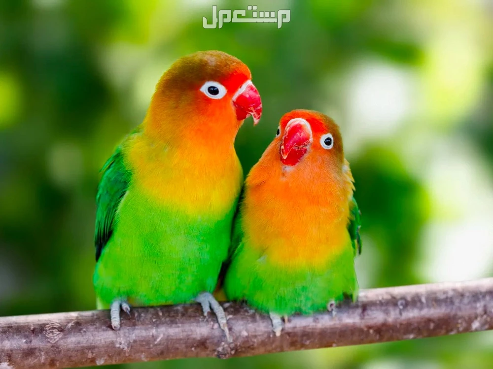 أسماء الطيور المشهورة بالصور.. أجمل أنواع الطيور حول العالم طائر الحب