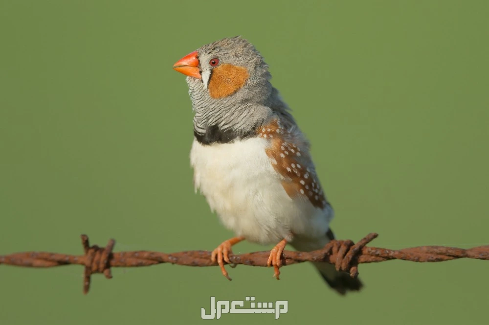 أسماء الطيور المشهورة بالصور.. أجمل أنواع الطيور حول العالم طائر الزيبرا