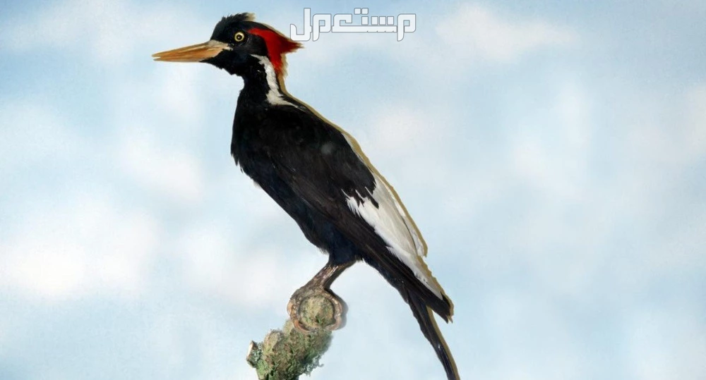 أسماء الطيور المشهورة بالصور.. أجمل أنواع الطيور حول العالم نقار الخشب