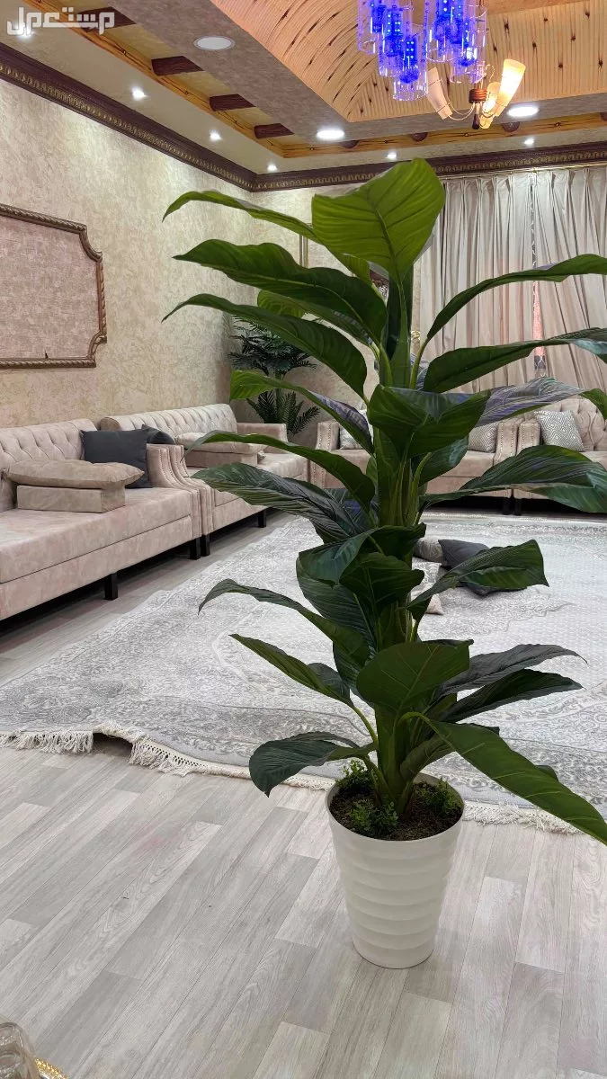 للبيع اثاث مجلس نظيف في نجران 1