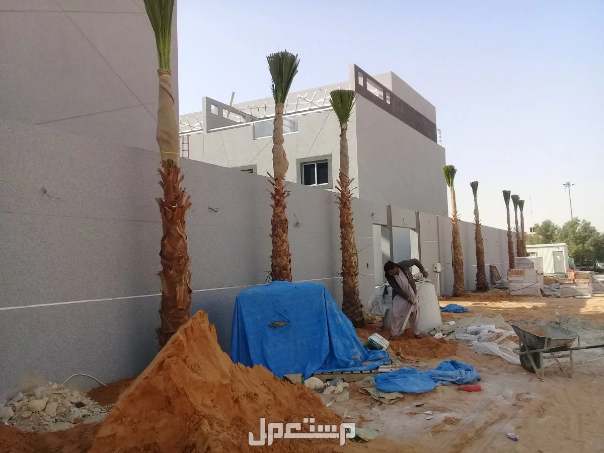 نخل واشنطونيا زينه بسعر 500 ريال سعودي