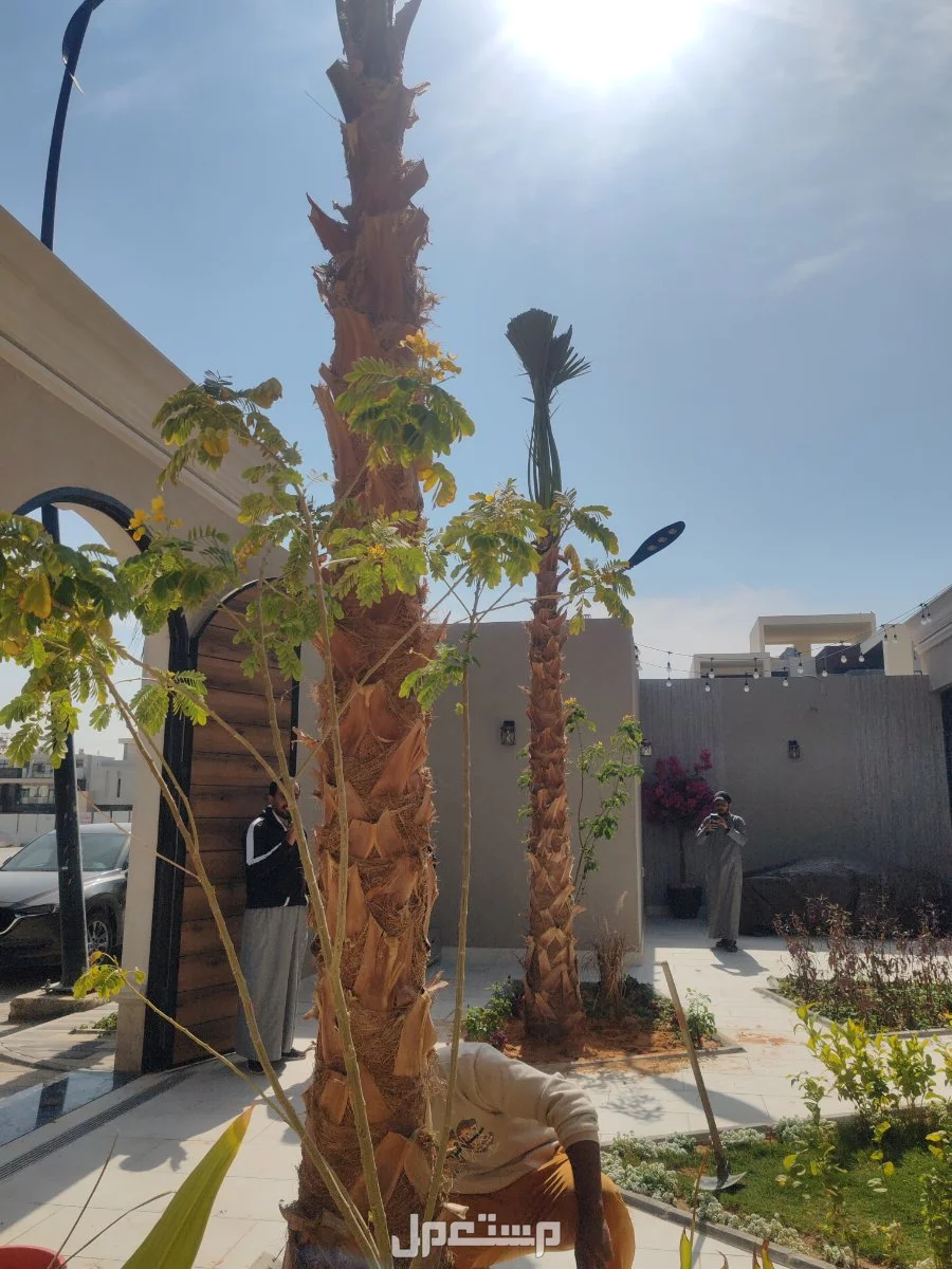 نخل واشنطونيا زينه بسعر 500 ريال سعودي