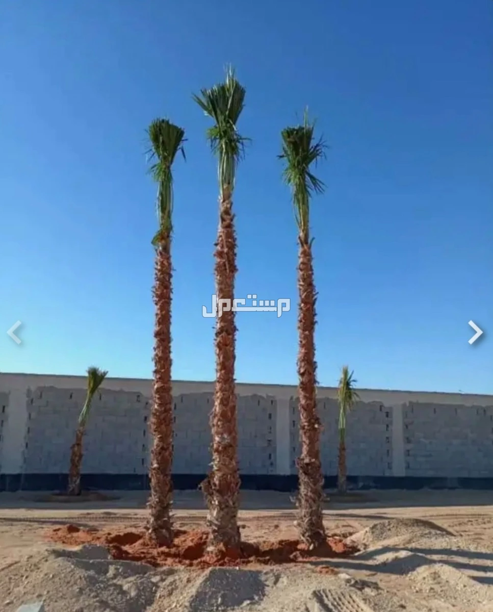 نخل واشنطونيا زينه بسعر 500 ريال سعودي