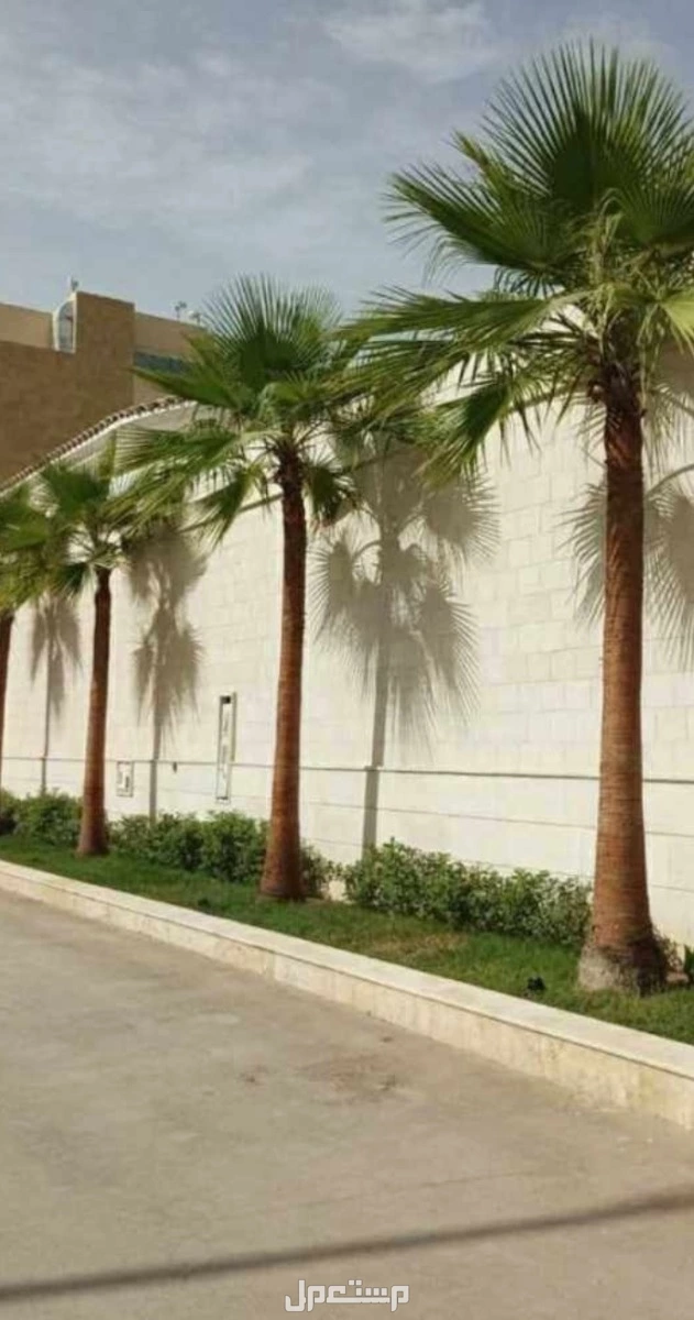 نخل واشنطونيا زينه بسعر 500 ريال سعودي