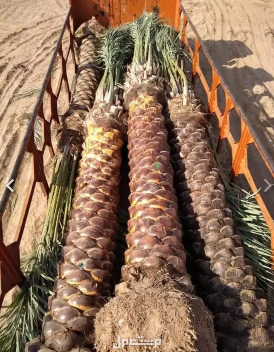 نخل واشنطونيا زينه بسعر 500 ريال سعودي