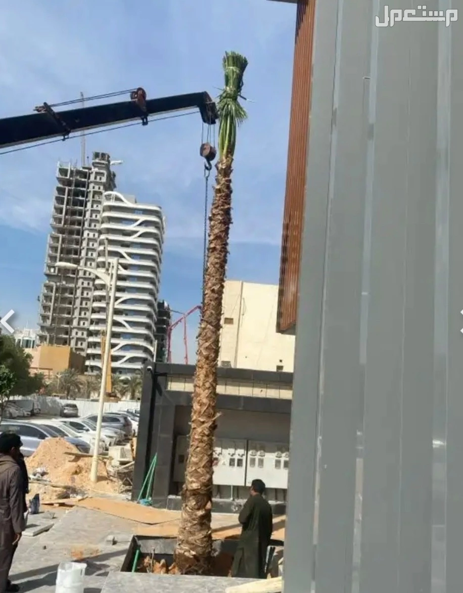 نخل واشنطونيا زينه بسعر 500 ريال سعودي