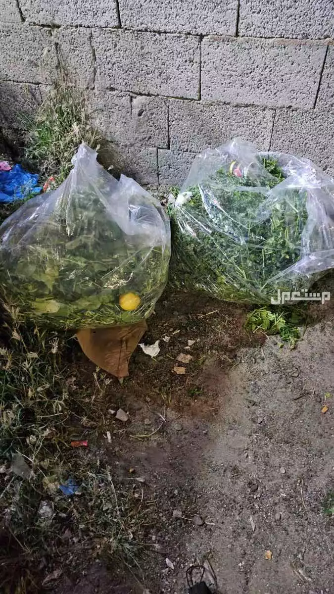 كراتين بيض نظيفه و اكياس دقيق و طبق بيض و بقايا خضار للغنم
