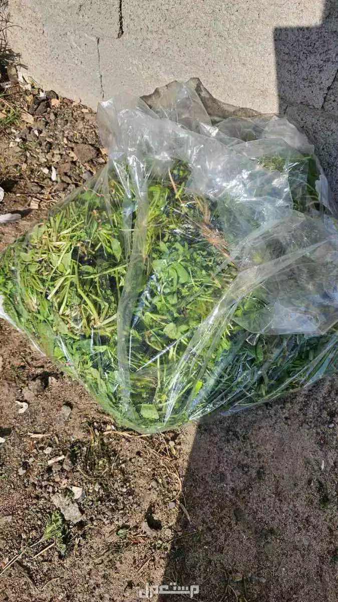 كراتين بيض نظيفه و اكياس دقيق و طبق بيض و بقايا خضار للغنم