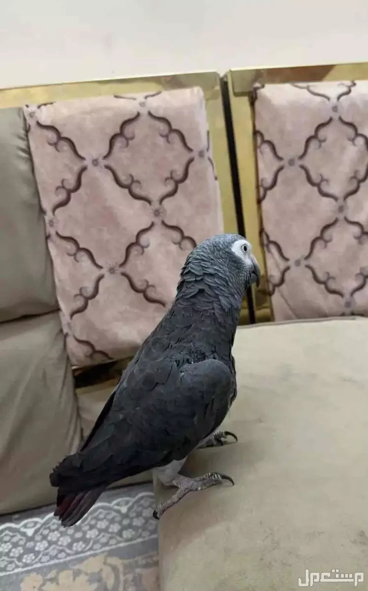 للبيع بغباءً كاسكو ماشاءالله  في الرياض بسعر 2800 ريال سعودي
